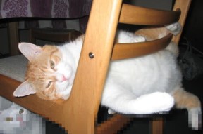 AYX SPORTS-中国复合弓男队在射箭世界杯上海站时隔12年再获铜牌，中国复合弓国家队