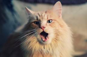 爱游戏中国官方登录入口网站-投票揭晓：最佳球员人气王是谁？，最佳人气选手