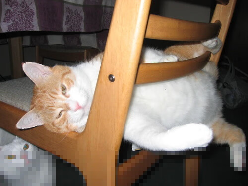 中国复合弓男队在射箭世界杯上海站时隔12年再获铜牌,中国复合弓国家队